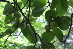 Artocarpus lacucha
